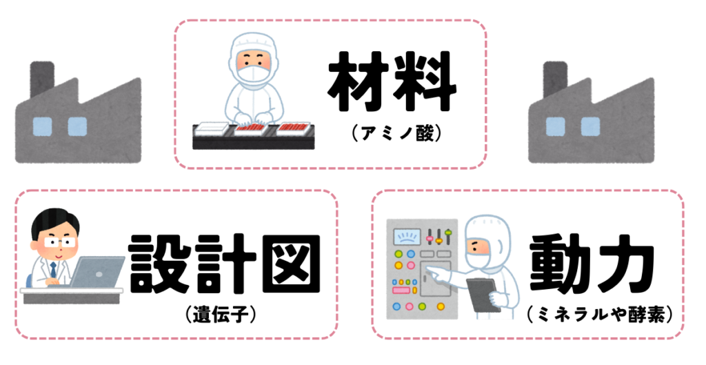 材料（アミノ酸）、設計図（遺伝子）、動力（ミネラルや酵素）